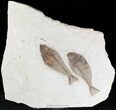 Gorgeous Diplomystus Fossil Fish Plate - x #20818-1